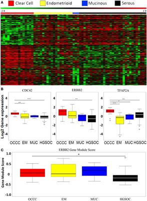 Involvement of Chromatin Remodeling Genes and the Rho GTPases RhoB and CDC42 in Ovarian Clear Cell Carcinoma